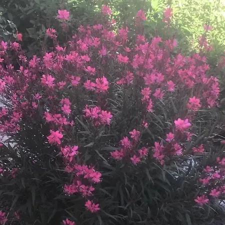 D'hotes Dans Diane לינה וארוחת בוקר 4*