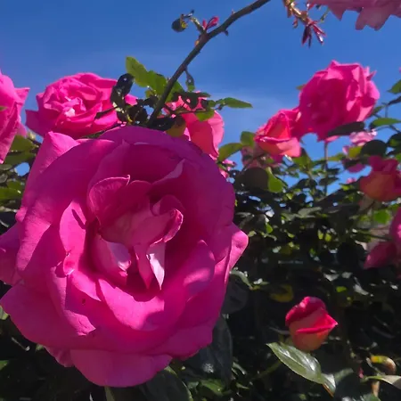 לינה וארוחת בוקר D'hotes Dans Diane